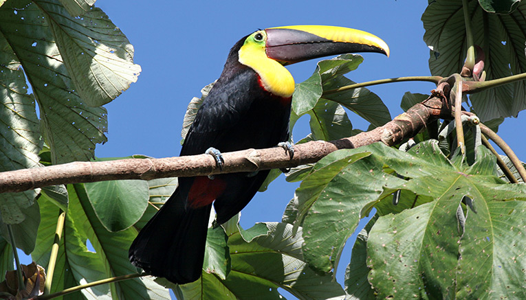 Bcrq-costa-rica-biking-2